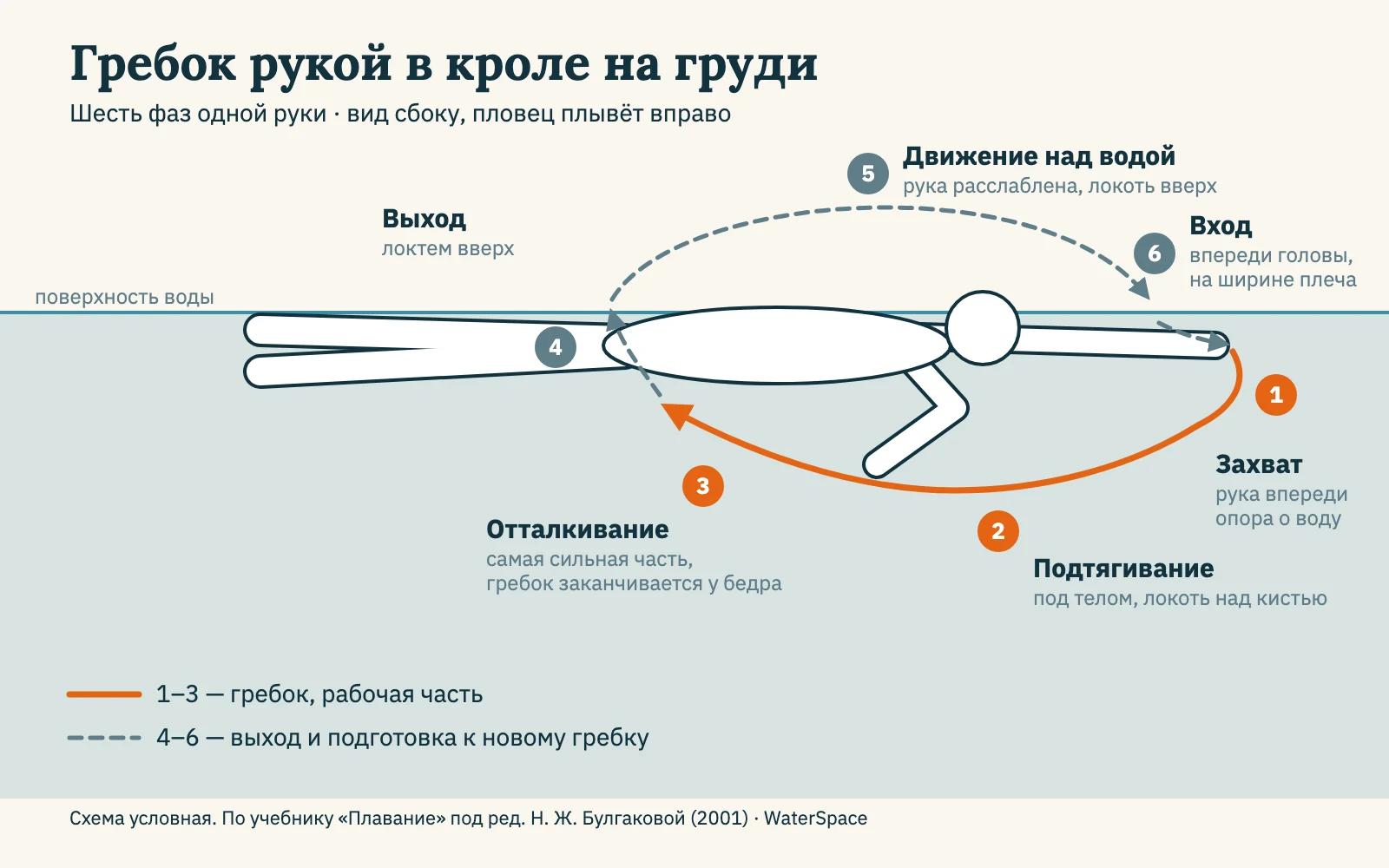 Схема гребка рукой в кроле на груди: шесть фаз — захват, подтягивание, отталкивание, выход из воды, движение над водой, вход в воду; рабочая часть гребка проходит под телом до бедра