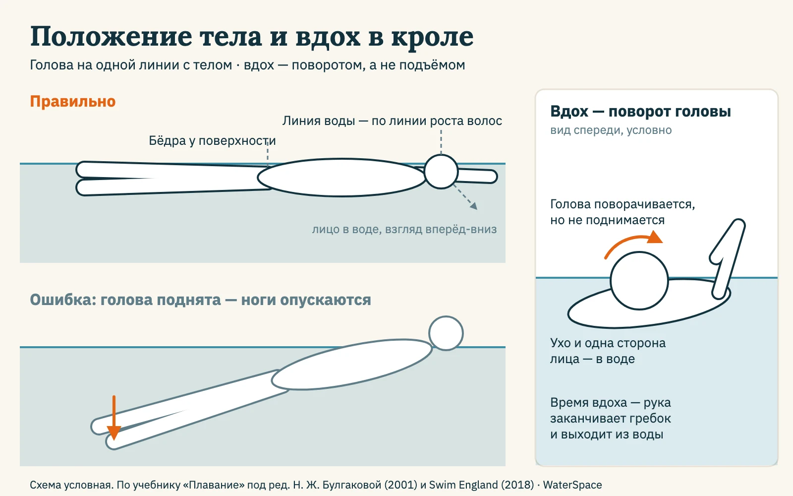 Схема положения тела в кроле на груди: тело горизонтально, лицо в воде, линия воды по линии роста волос, бёдра у поверхности; при поднятой голове ноги опускаются; вдох поворотом головы, одна сторона лица в воде
